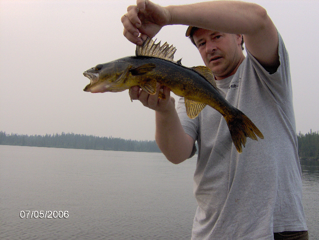 Reindeer Lake walleye